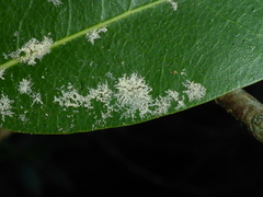 Aleuroplatus coronata