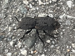 Phloeodes diabolicus