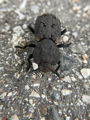 Phloeodes diabolicus