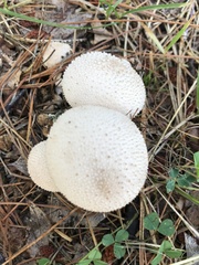 Lycoperdon