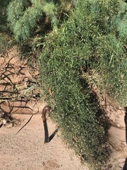 Symphyotrichum subulatum