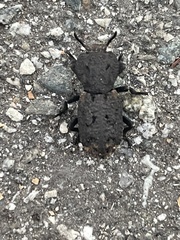 Phloeodes diabolicus