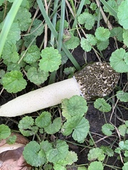 Phallus hadriani