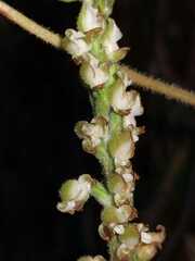 Goodyera oblongifolia