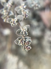 Tidestromia suffruticosa