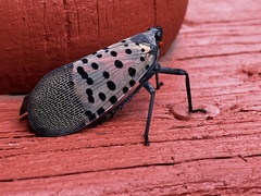 Lycorma delicatula