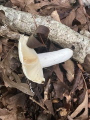 Lactifluus