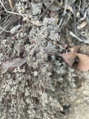 Tidestromia suffruticosa