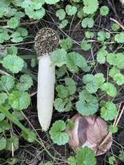 Phallus hadriani