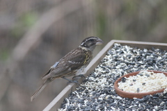 Pheucticus melanocephalus