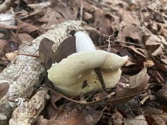 Lactifluus