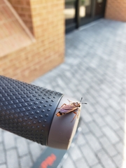 Phyllomydas parvulus