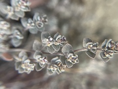 Tidestromia suffruticosa