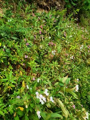 Impatiens glandulifera
