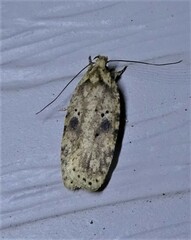 Agonopterix canadensis