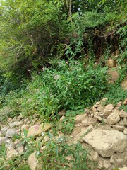 Impatiens glandulifera