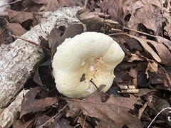 Lactifluus