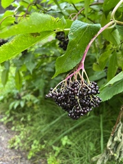 Sambucus racemosa melanocarpa