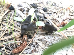 Helvella