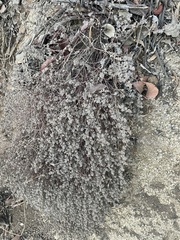 Tidestromia suffruticosa