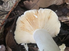 Lactifluus