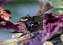 Metaphidippus manni