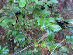Vaccinium ovatum