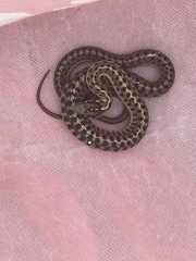 Thamnophis elegans vagrans