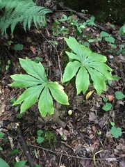 Podophyllum peltatum