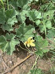 Apodanthera undulata