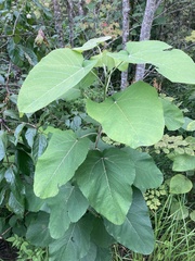 Populus heterophylla
