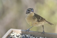 Pheucticus melanocephalus
