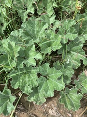 Apodanthera undulata