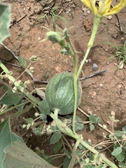 Apodanthera undulata