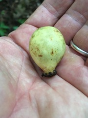 Podophyllum peltatum