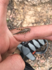 Pycnostictus seriatus