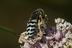 Bembix