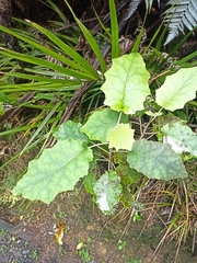 Brachyglottis repanda