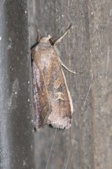 Xestia xanthographa