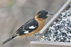 Pheucticus melanocephalus