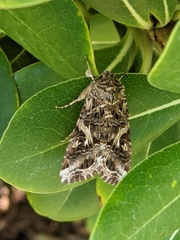 Spodoptera ornithogalli