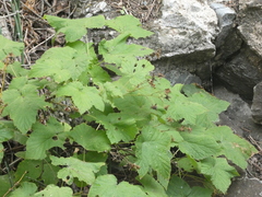 Rubus parviflorus