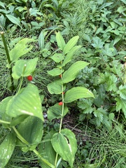 Streptopus amplexifolius