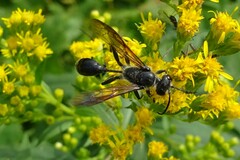 Isodontia