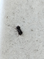 Bostrichidae