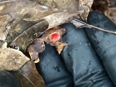 Fungi