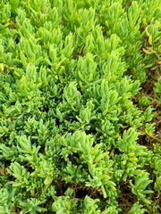 Enchylaena tomentosa