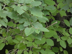 Alnus incana