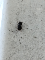 Bostrichidae
