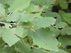 Alnus incana